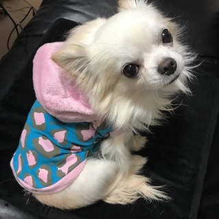 素敵な里親様に出会える事ができました。