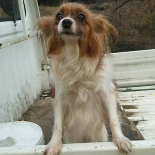 決定♪パピヨン（雌）