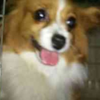 【決定♪】パピヨン（女の子）