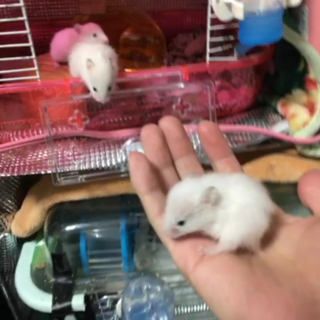 ゴールデンハムスター ベビー