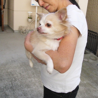 ロングコートチワワ（オス３歳）、元気です。