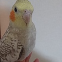大人しいオカメインコ♀