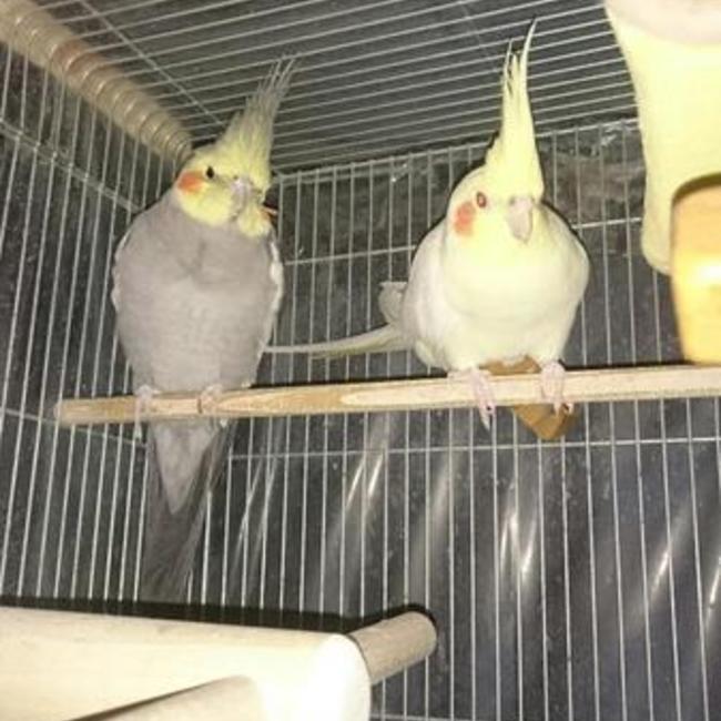 鳥好きミッキーダヨのカバー写真