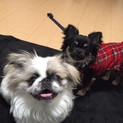 かわいいペキニーズのチャミちゃん！
