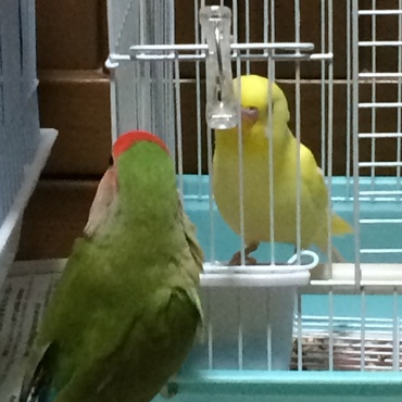 サクちゃんとリンちゃん