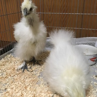 烏骨鶏 白 中雛 2羽 」兵庫県 - 鳥の里親募集(144417) 1枚目の画像