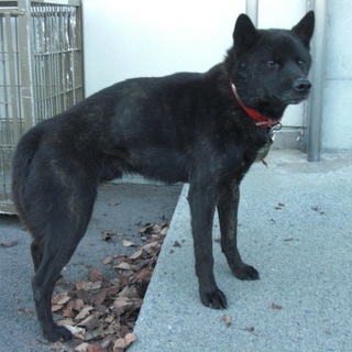 カイ君　オス・黒茶(黒)色・中～大型