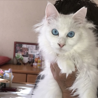 真っ白なモフモフブルーアイ