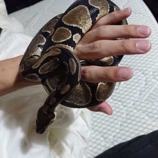 ボールパイソンノーマルの里親を探しています。