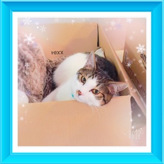 穏やかなキジ白男の子　先住猫OK