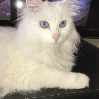 真っ白長毛な女の子