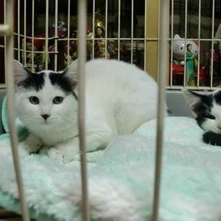 前髪だけが幸運の八割れの白美猫白梅ちゃん3か月