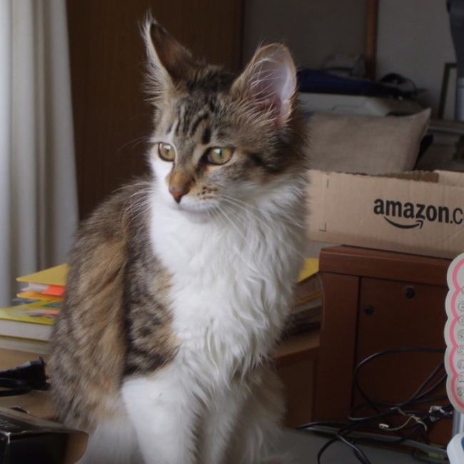 藤蓼のカバー写真