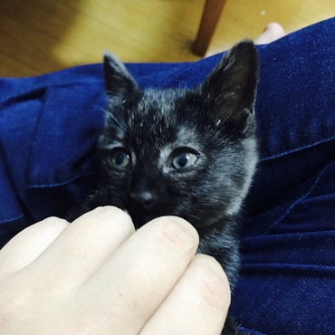 里親募集中の黒猫ちゃん♂
