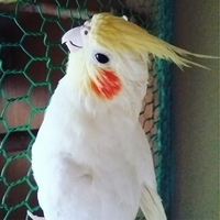 マメ