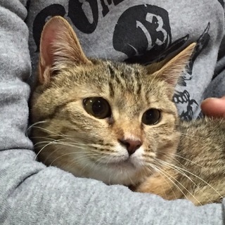 避妊済 キジトラ 女の子 まもなく2歳