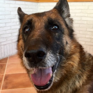 美人ちゃんなシェパちゃん