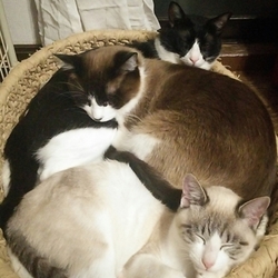 「ハチワレ三兄弟☆」サムネイル1