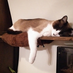 「ハチワレ三兄弟☆」サムネイル2