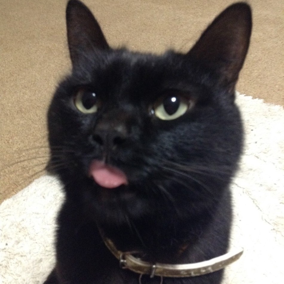 黒のカバー写真