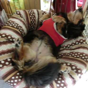 お気に入りのベッドで寛いでます