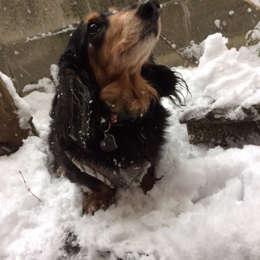 大雪が降った日に庭に出してみた。
