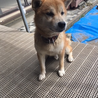 わんぱくな柴犬の里親になってください