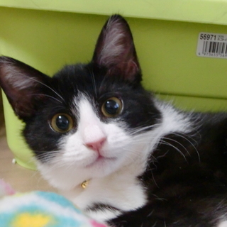 ハチワレ猫 かわいい 性格花マル!ハチワレ白ソ」東京都 - 猫