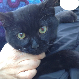 デンデン・人懐こい超可愛い黒猫くん