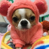 プーチン