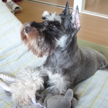 パパとママの事が大好きです。