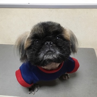ペキニーズの男の子里親募集します。