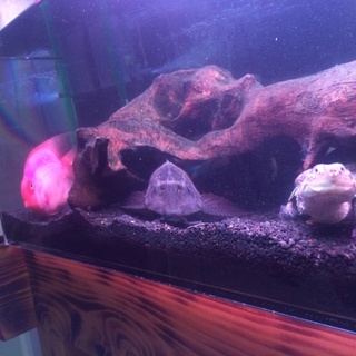 横クビ亀里親決定いたしました