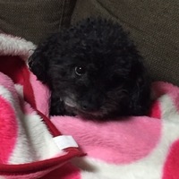 よねだ れん