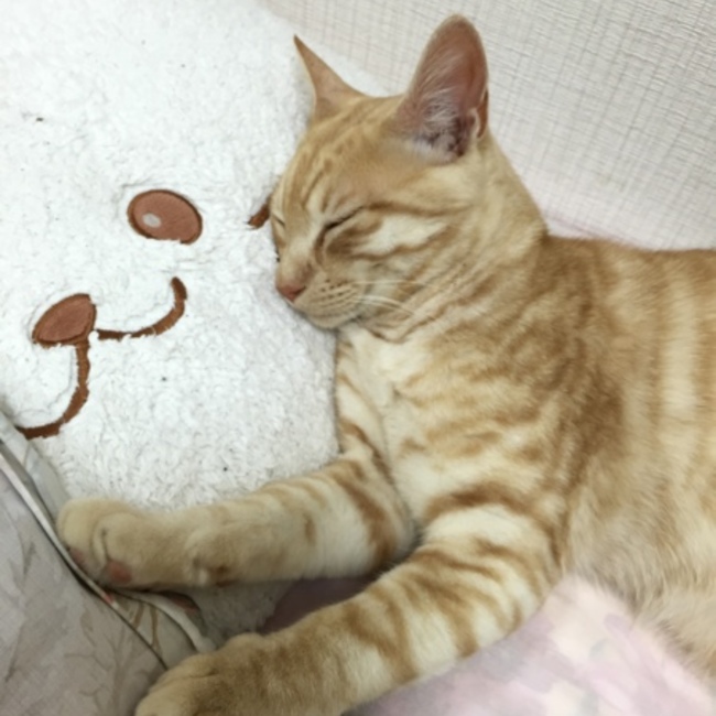 コウチ 猫のカバー写真