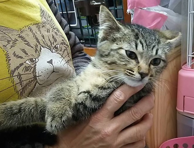 ちびっこキジトラ うずら 東京都 猫の里親募集 ペットのおうち 月間利用者150万人