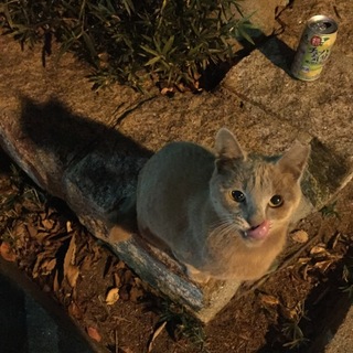 珍しい毛色のモカさん。ずっとのおうち探してます！