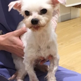 マルチーズのルナちゃん