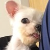 マルチーズのルナちゃん サムネイル2