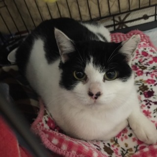 お転婆娘のハチコの家族を探しています！