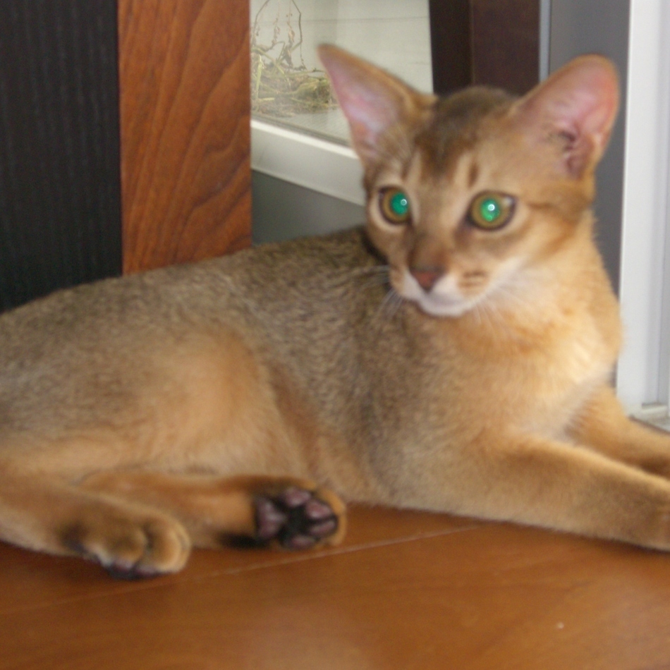 笠井ゆかりのカバー写真