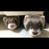 FERRET LOVEさん
