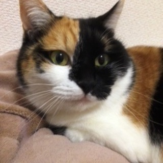 みーこちゃん　　きれいな三毛猫です