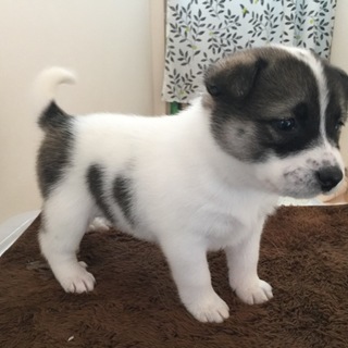 四国犬のミックスの子犬です