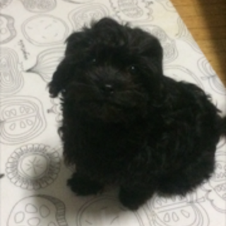 里親募集一旦締め切ります。