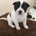四国犬のミックス犬の子犬です