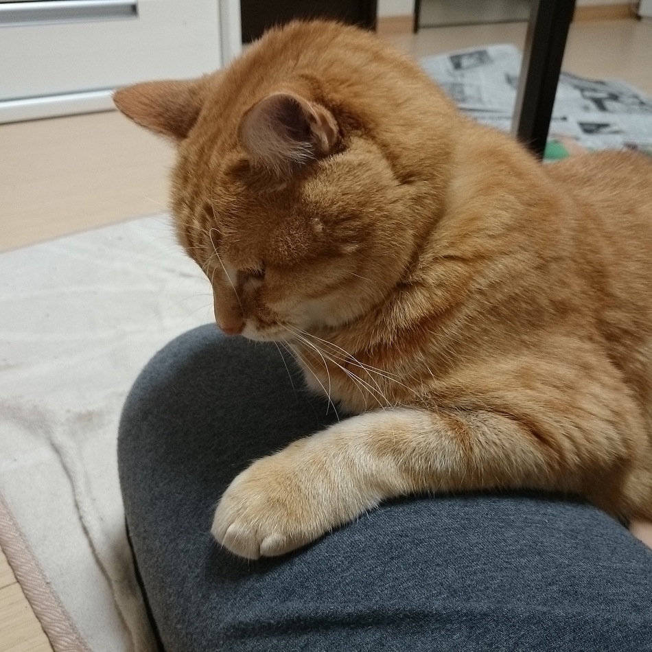 さなじゅんのカバー写真