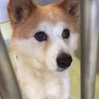 おめめパッチリな福ちゃん。良い御縁探してます