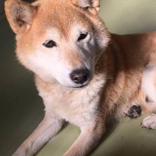 穏やかで優しいシニアわんこです。