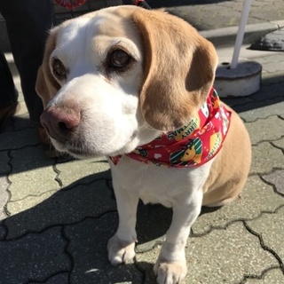 飼い主が亡くなり新しい家族を探しています